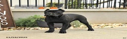 Cane Corso dogs for sale: Molly - Ad 3