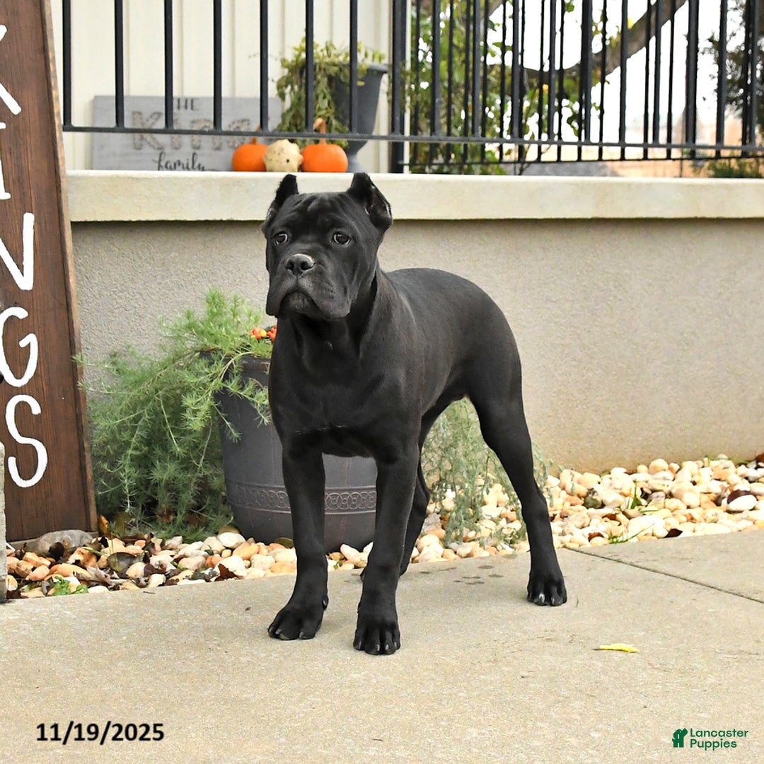 Cane Corso dogs for sale: Molly - Ad 3