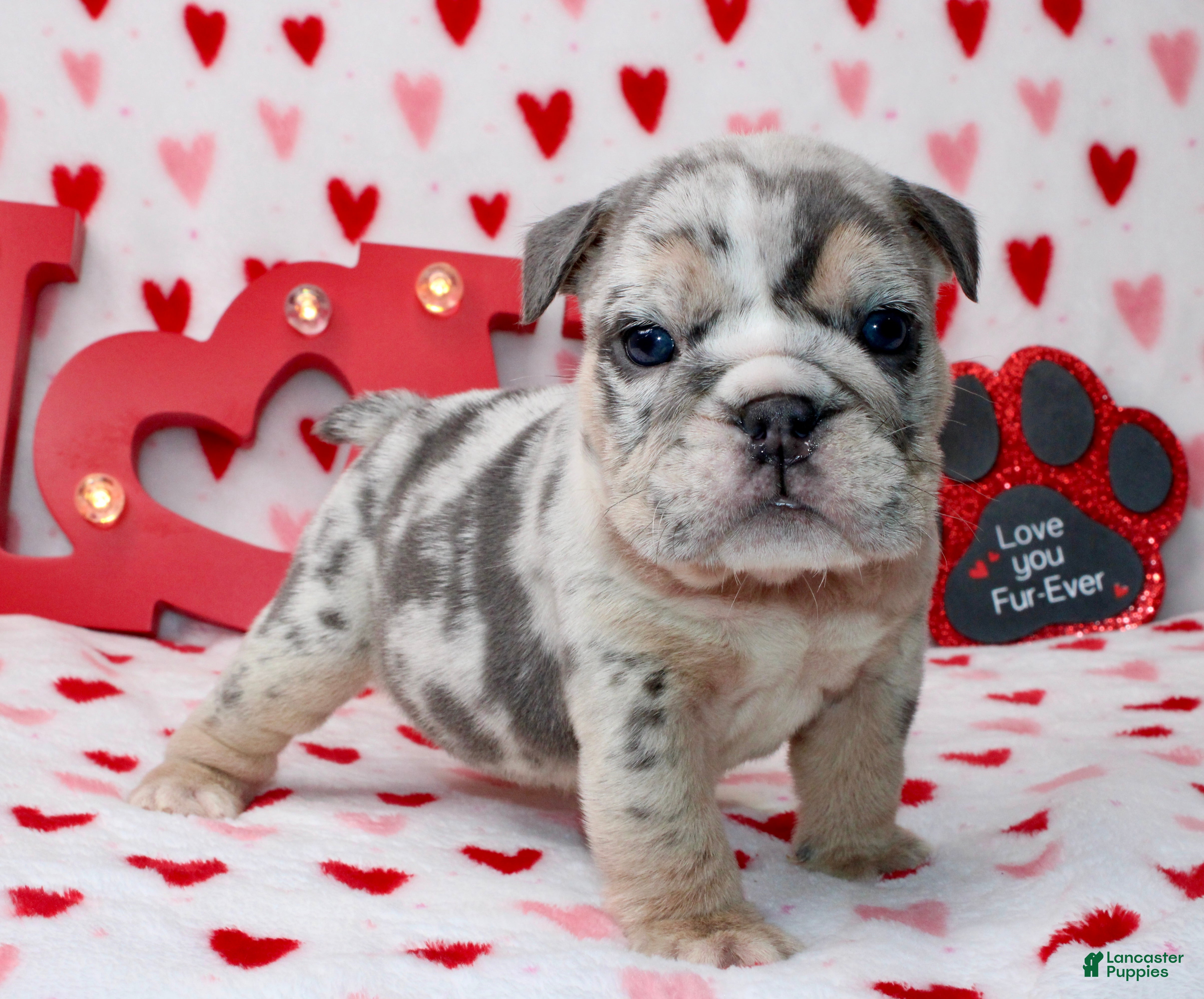 English Bulldog dogs Blueberry  - Ad 15