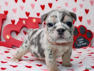 English Bulldog dogs Blueberry - Ad 15