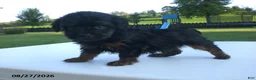 Yorkiepoo dogs for sale: Jill - Ad 3