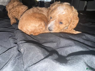 Toy Poodle dogs Toy Poodle Puppy 1 - Ad 40