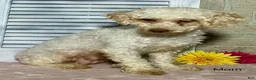 Maltipoo dogs for sale: Lily - Ad 6