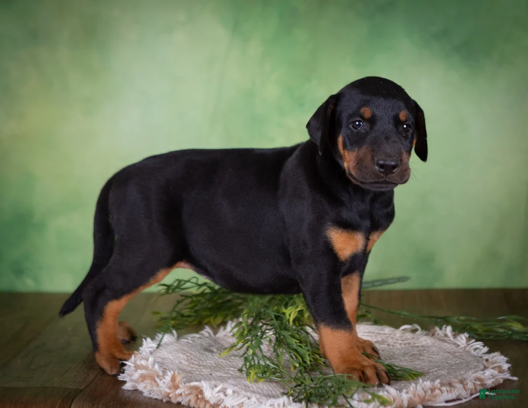 Mixed Breed dogs for sale: Molly - Ad 2
