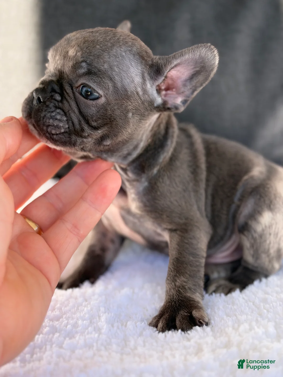 French Bulldog dogs for sale: French Bulldog 2 - Ad 7