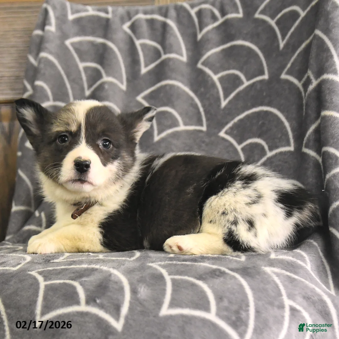 Welsh Corgi Pembroke dogs for sale: Kylie - Ad 2