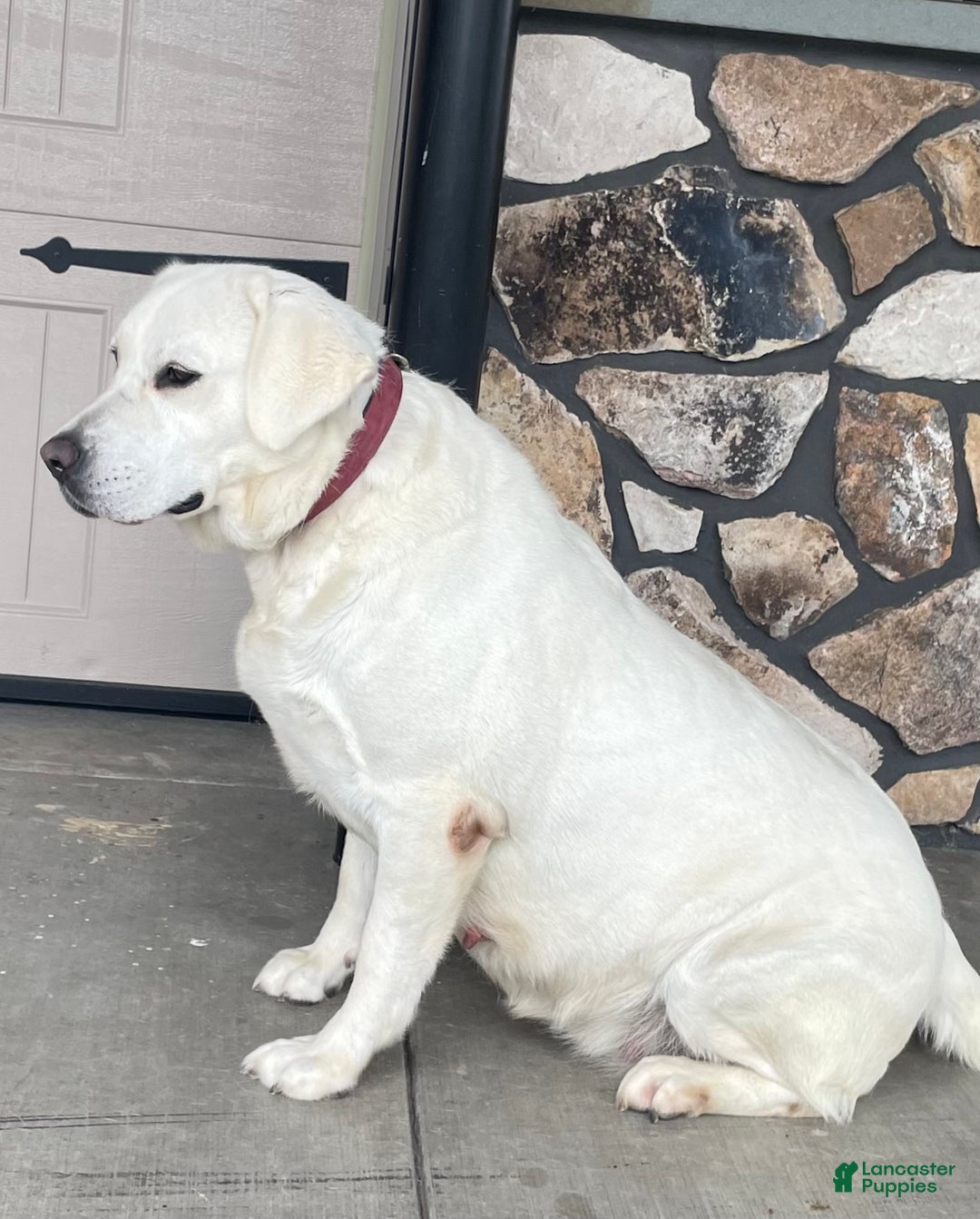 Labrador Retriever dogs for sale: Rylee - Ad 2