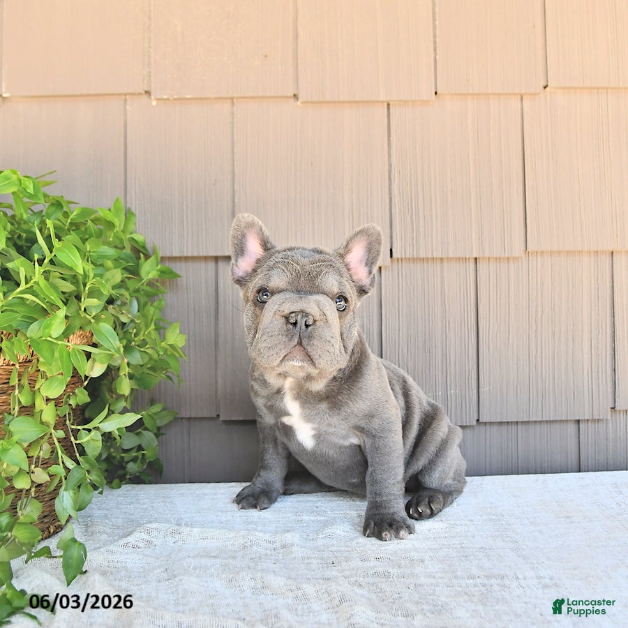French Bulldog dogs for sale: Amber - Ad 4