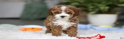 Cavapoo dogs for sale: Theo - Ad 7
