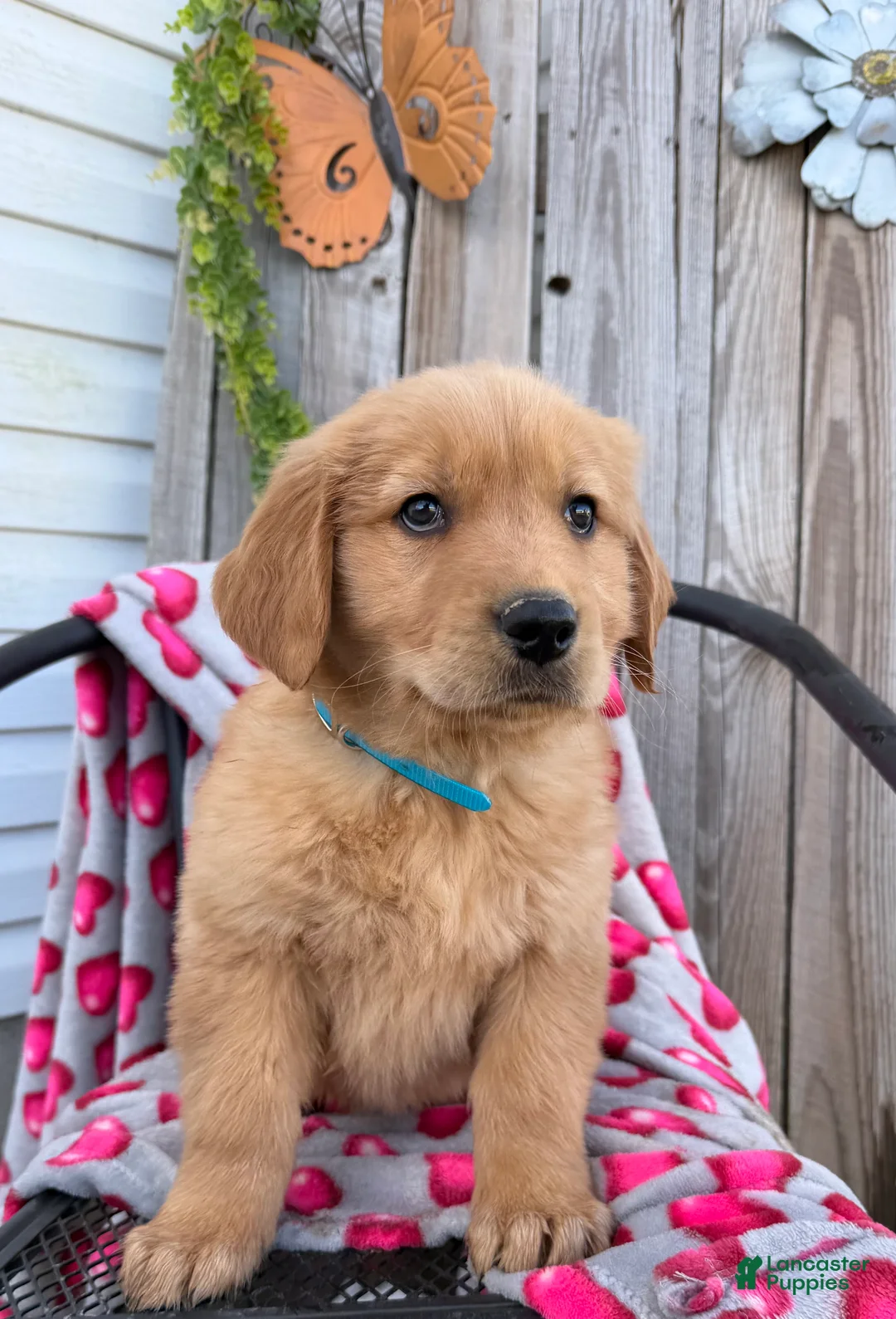 Golden Retriever dogs for sale: Austin - Ad 5