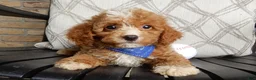 Cavapoo dogs for sale: Boomer - Ad 6