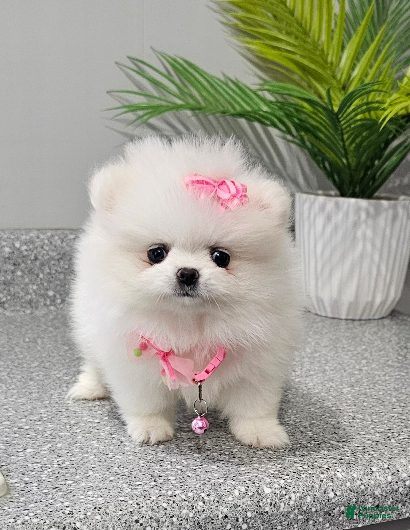 Pomeranian dogs Sugar Plum - Ad 18