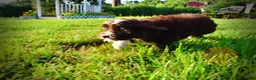 Havapoo dogs for sale: Emma - Ad 12