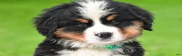 Bernese Mountain Dog dogs for sale: Nellie - Ad 1