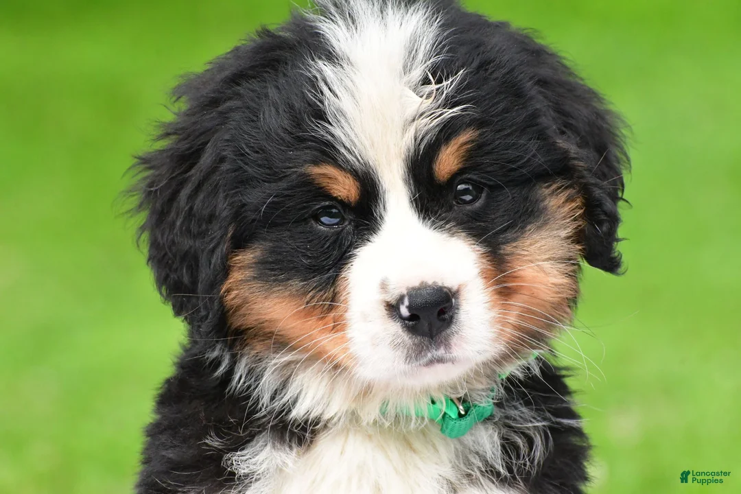Bernese Mountain Dog dogs for sale: Nellie - Ad 1