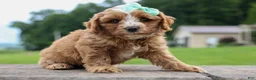 Cavapoo dogs for sale: Violet 💗 - Ad 18