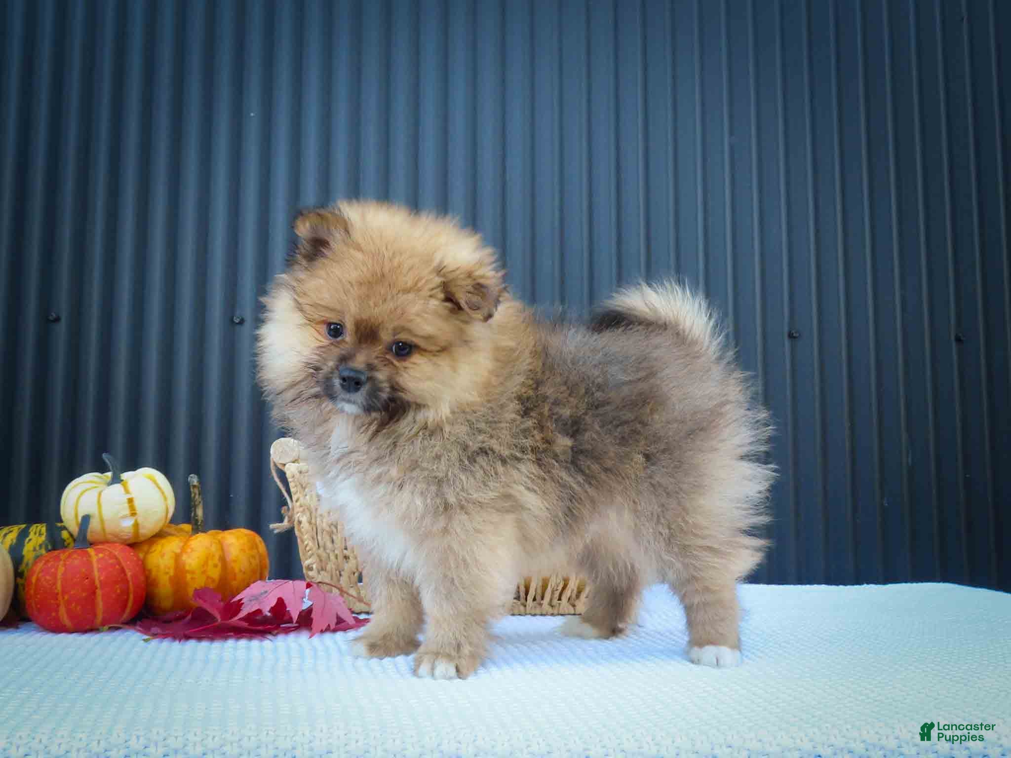 Pomeranian dogs for sale: 🐾 Meet Rambo — A Bouncy Little Ball of Fluff! 🐾 - Ad 1