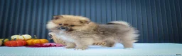 Pomeranian dogs for sale: 🐾 Meet Rambo — A Bouncy Little Ball of Fluff! 🐾 - Ad 3