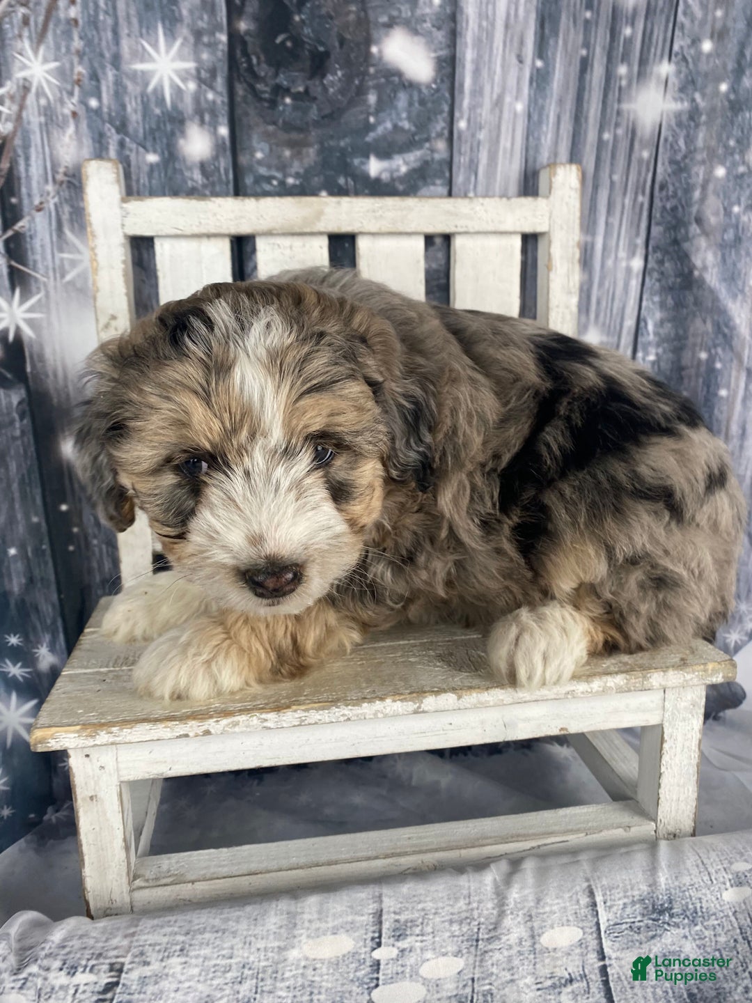 Aussiedoodle dogs for sale: Luke - Ad 13