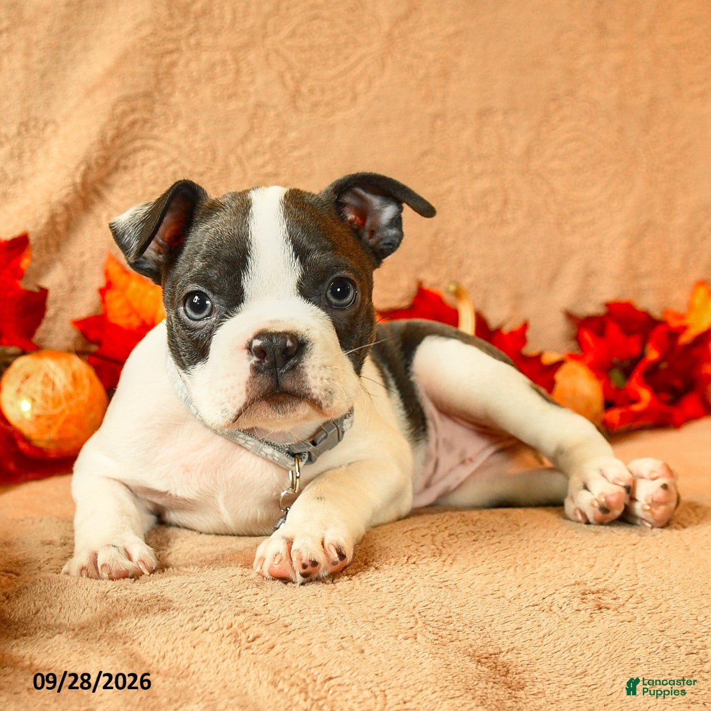 Boston Terrier dogs Laura - Ad 2