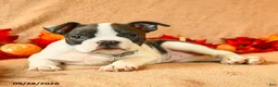 Boston Terrier dogs for sale: Laura - Ad 2