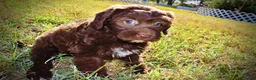 Havapoo dogs for sale: Precious - Ad 17