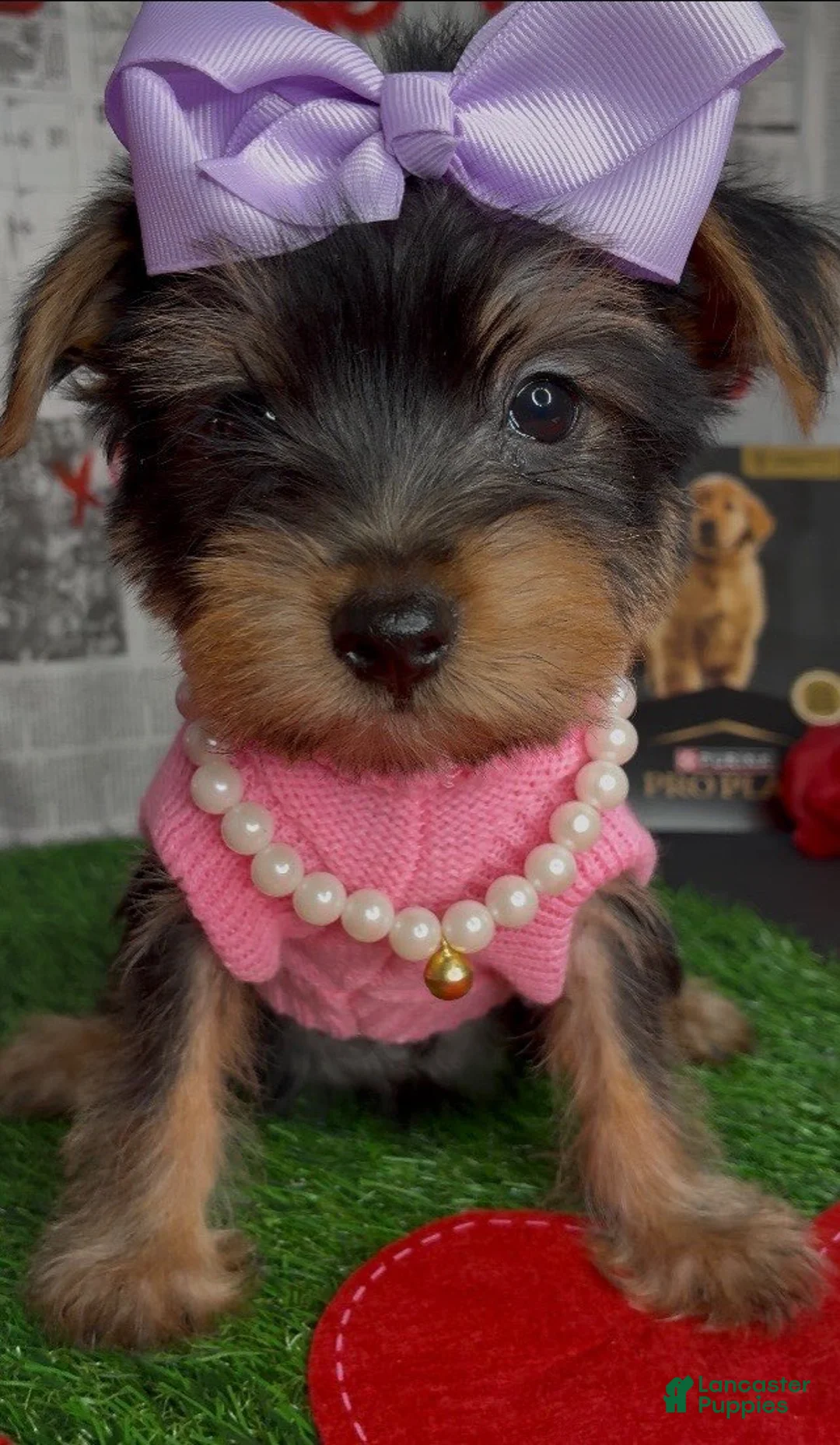 Yorkshire Terrier dogs for sale: Chloe - Ad 4