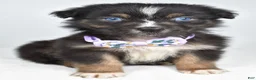 Australian Shepherd dogs for sale: Beverly  - Ad 9