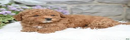 Havapoo dogs for sale: Aiden - Ad 4