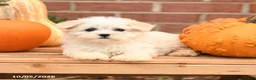 Maltipoo dogs for sale: Flora   - Ad 3