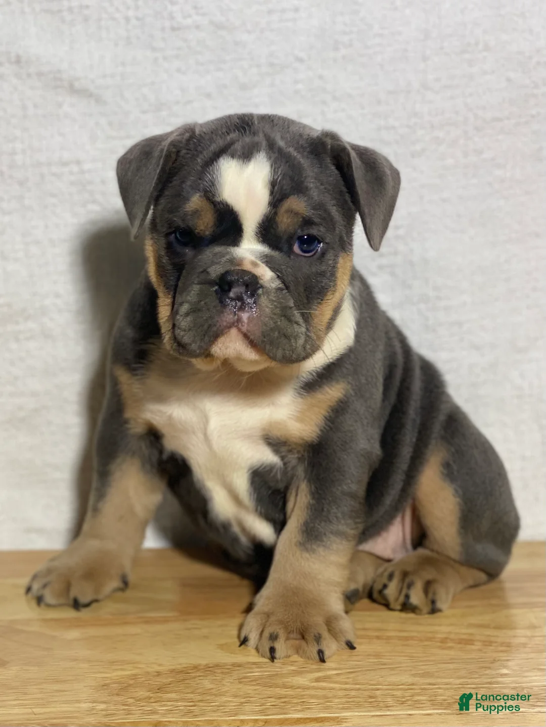 English Bulldog dogs for sale: Shelby - Ad 1