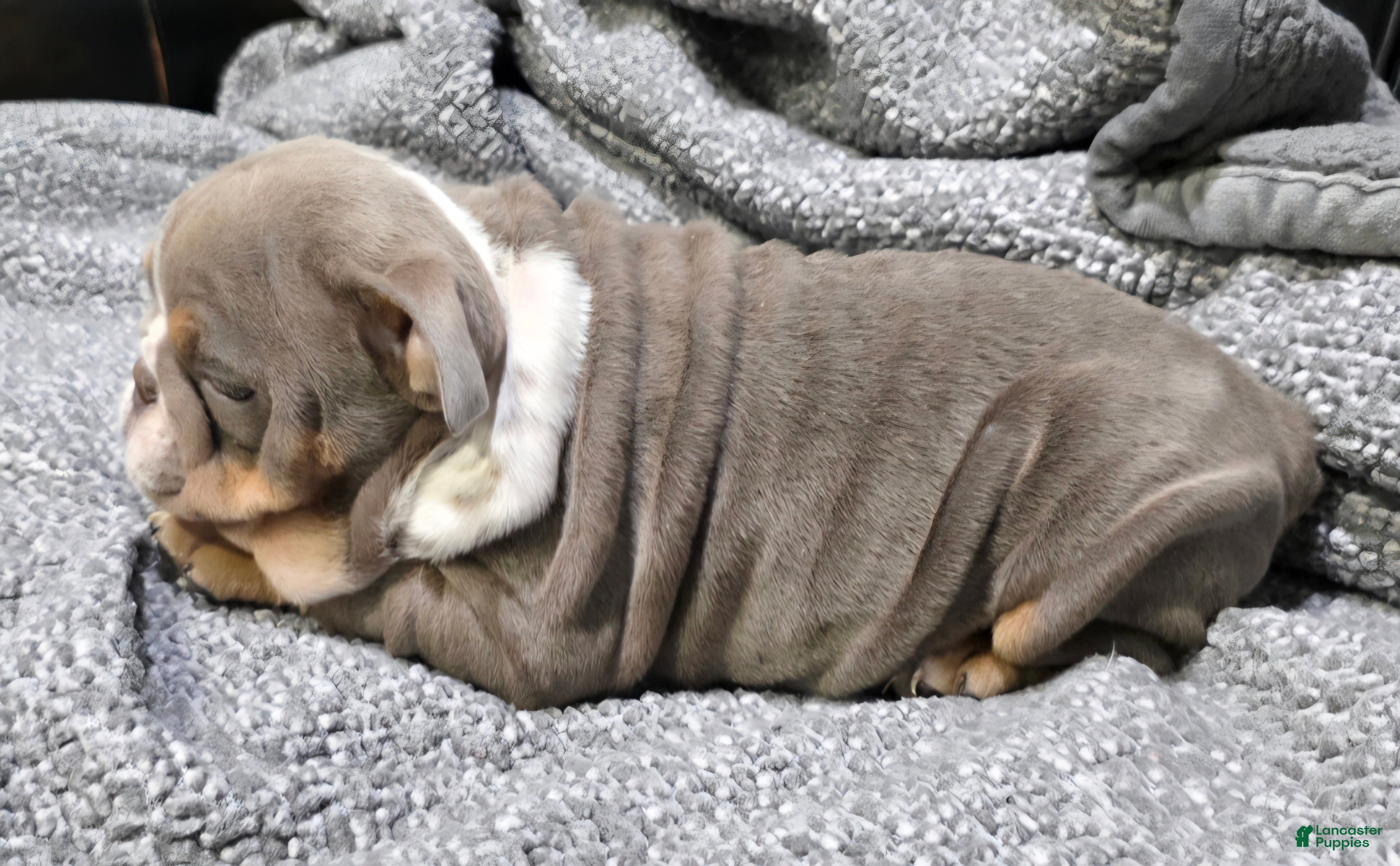 English Bulldog dogs Pruitt - Ad 2