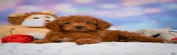 Cavapoo dogs for sale: Daisy - Ad 6