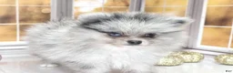Pomeranian dogs for sale: Blackberry - Blue Merle 1 Blue Eye Pom Puppy - CH Lines! - Ad 10