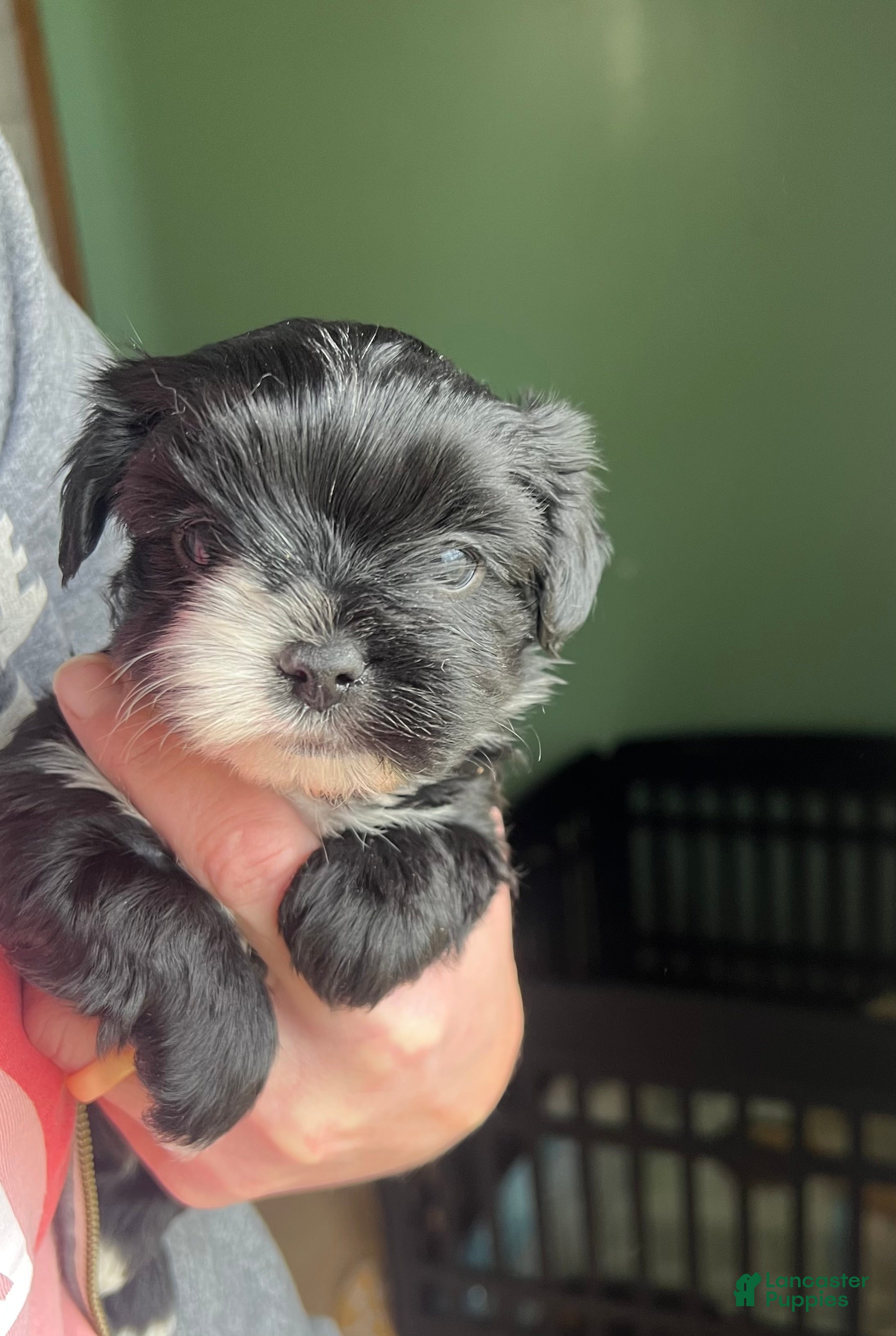 Yorkshire Terrier dogs AKC black female  - Ad 5