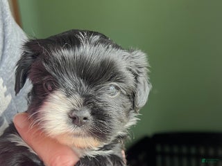 Yorkshire Terrier dogs AKC black female - Ad 31