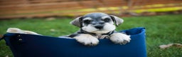 Miniature Schnauzer dogs for sale: Kris - Ad 5