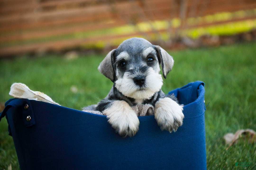 Miniature Schnauzer dogs for sale: Kris - Ad 5