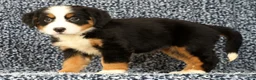 Bernese Mountain Dog dogs for sale: Cassie - Ad 3