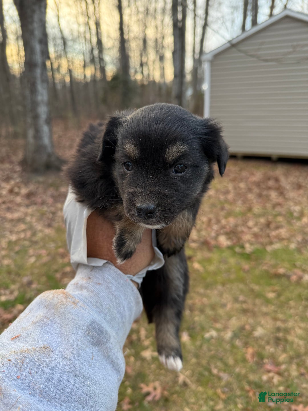 Pomsky dogs for sale: Pomsky Puppy 1 - Ad 2