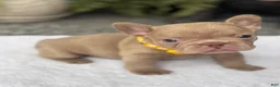 French Bulldog dogs for sale: Knox  - Ad 5