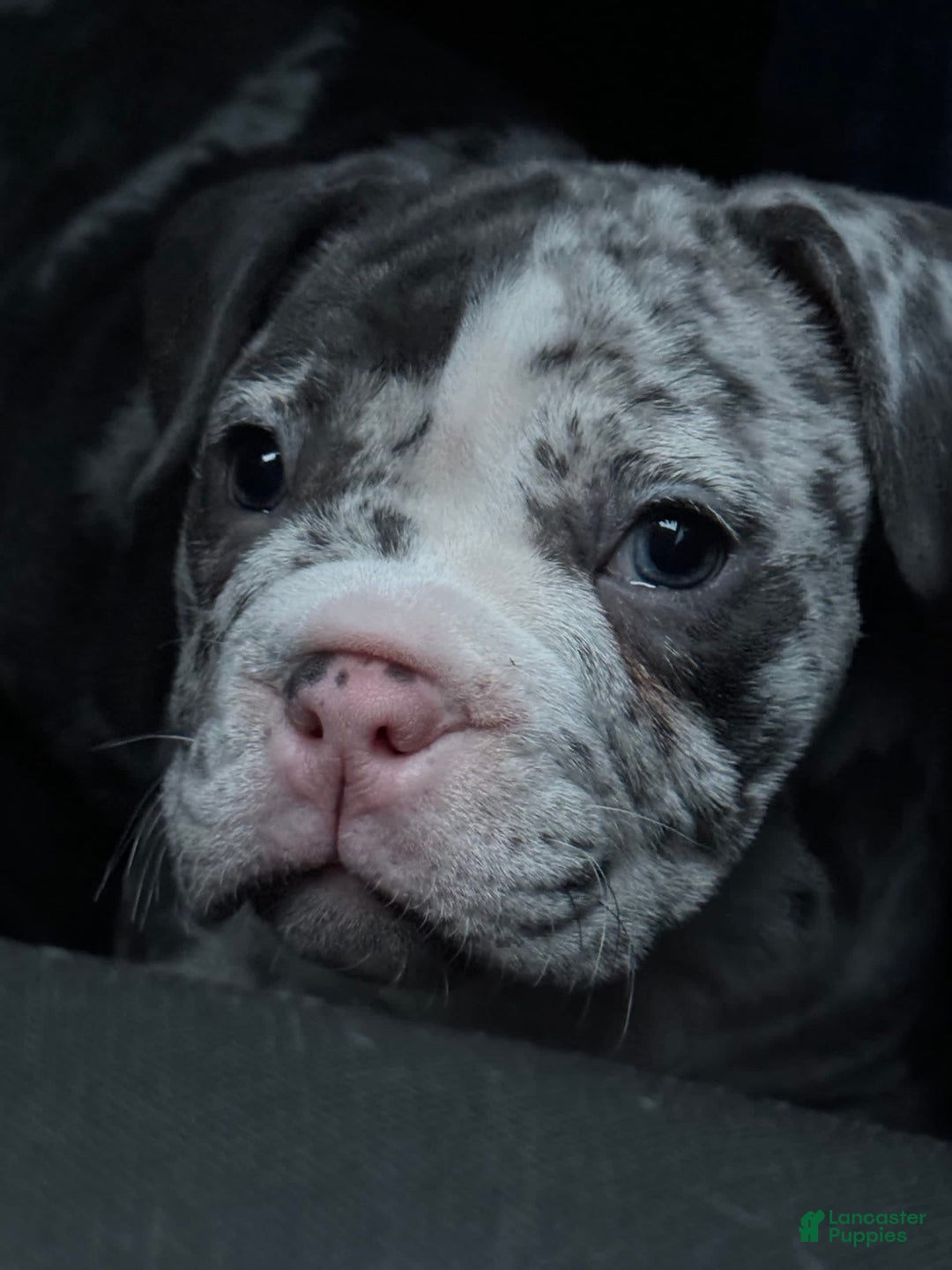 Gallery Image {{count}}