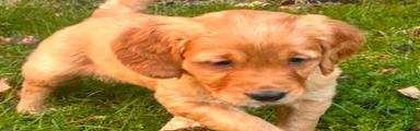 Golden Retriever Puppy 1