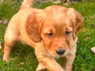 Golden Retriever dogs Golden Retriever Puppy 1 - Ad 10