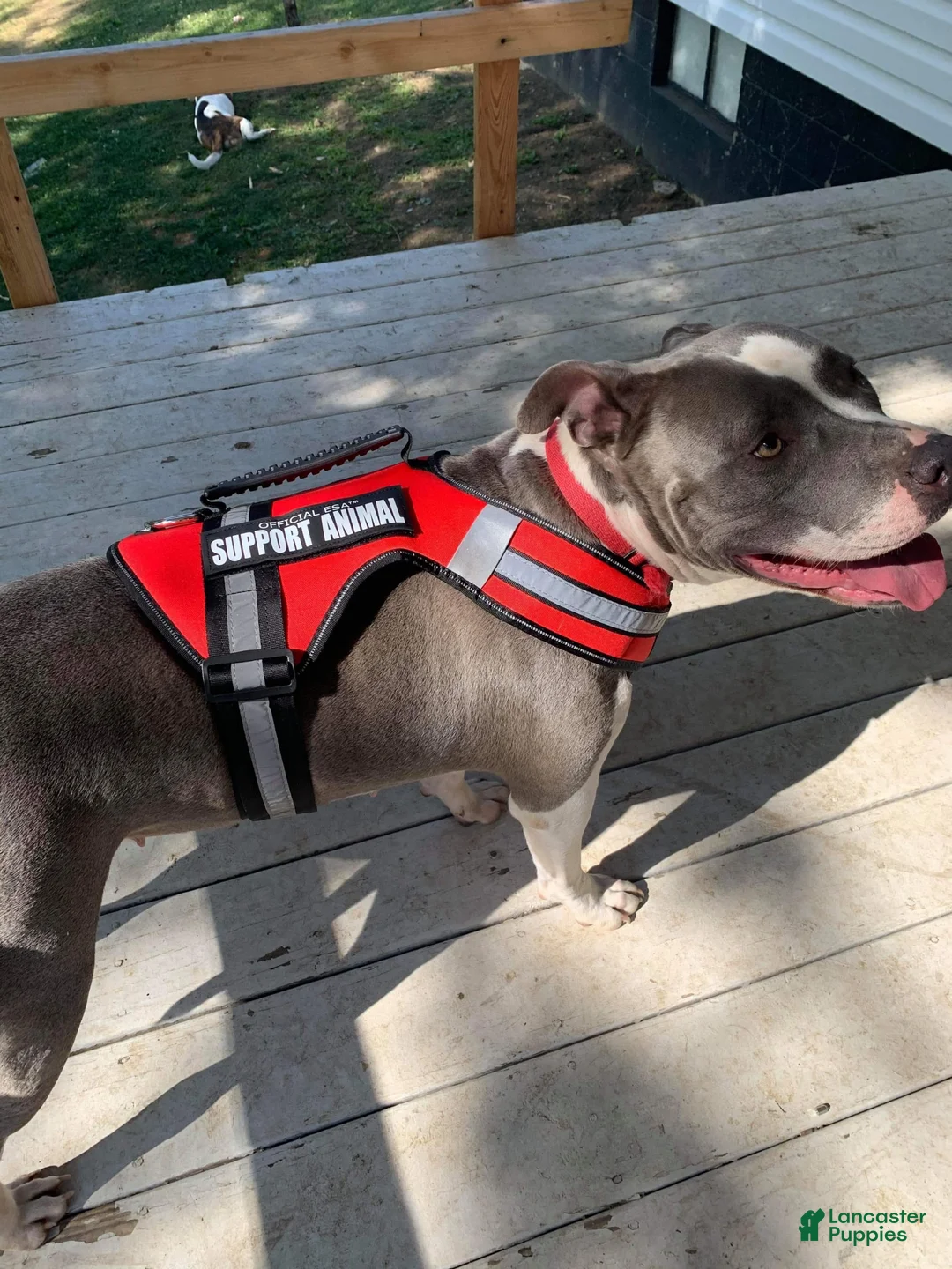 Gallery Image {{count}}