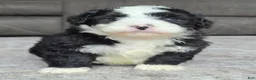 Mini Bernedoodle dogs for sale: Mini Jackie - Ad 3