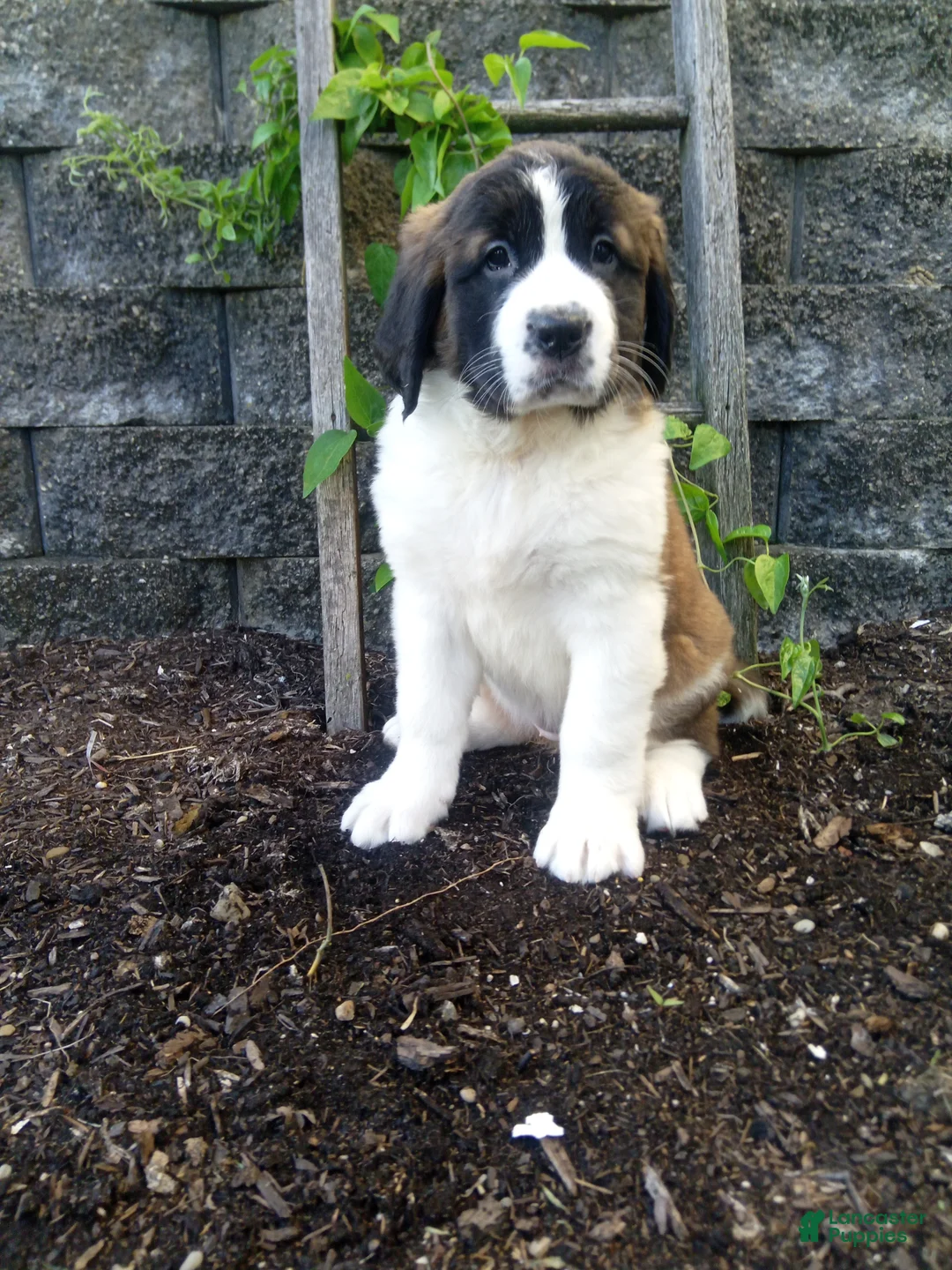 Saint Bernard dogs for sale: Bear - Ad 1