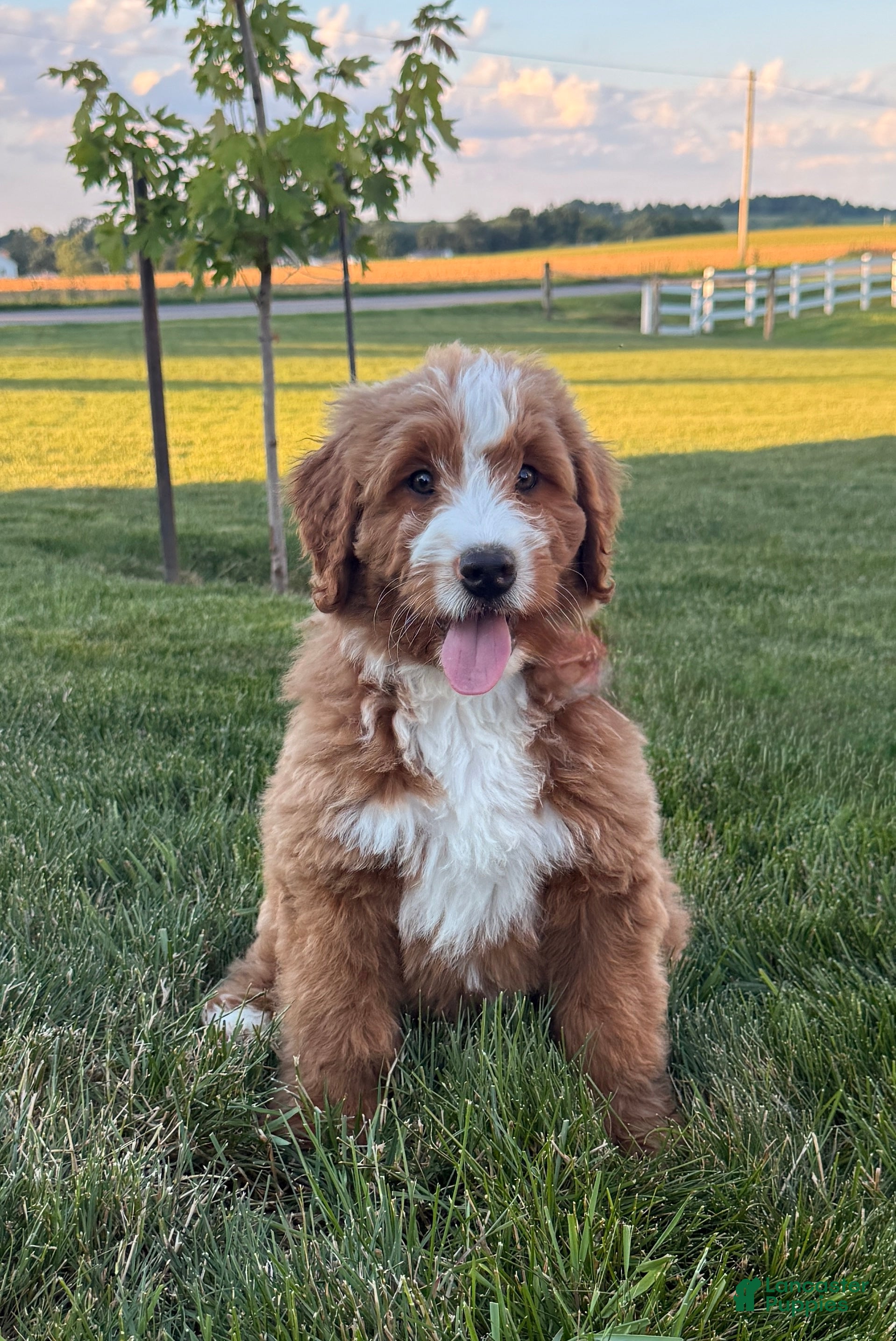 Bernedoodle dogs Max - Ad 1