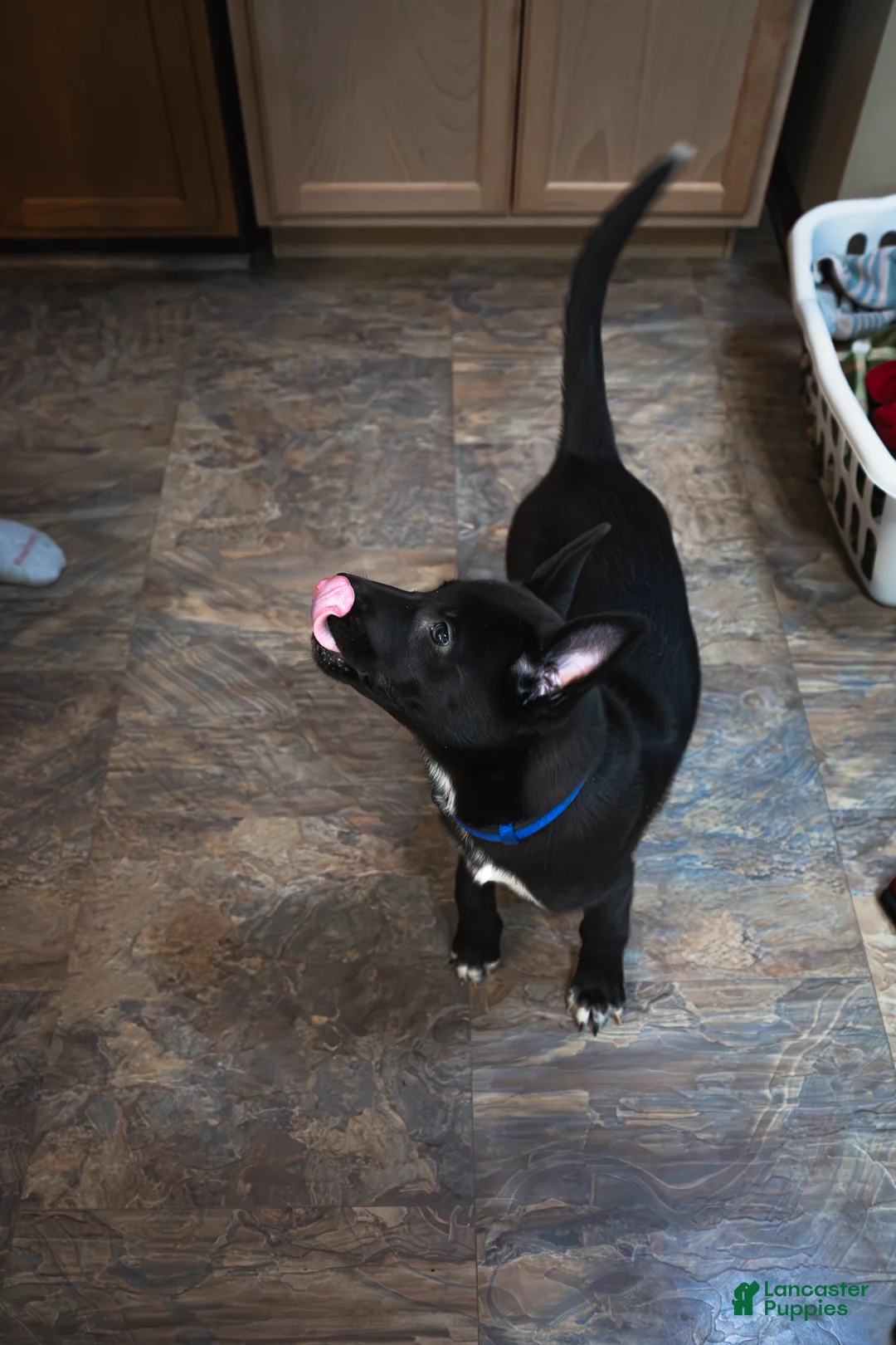 Mixed Breed dogs for sale: Ari - Ad 3