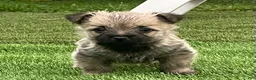 Cairn Terrier dogs for sale: Charlie - Ad 4